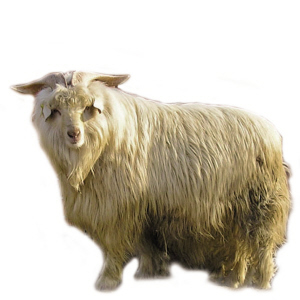 ��ð��q�w�S �߃r(ji��)δ������؛