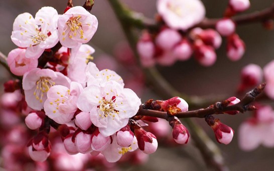 ���z�Ҽ������з۲ʡ��y�� �c����s��