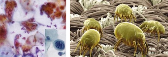 ����˯����ه(l��i)��Violet���C�Ҽ�