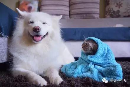 ��ԡ���ë�����Ԍ�����ë��Ҳ�����v����