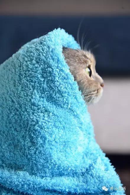 ��ԡ���ë�����Ԍ�����ë��Ҳ�����v����