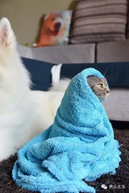 ��ԡ���ë�����Ԍ�����ë��Ҳ�����v����