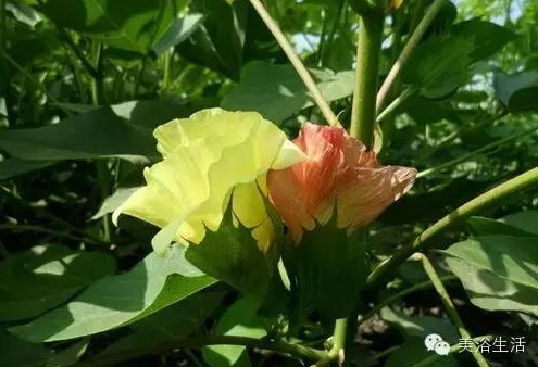 ��ԡ����Ƶ�Ĵ�����ë����ԡ���ʲô���ǰ�ɫ����