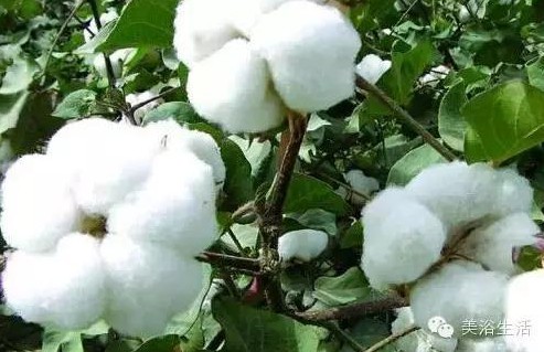 ��ԡ����Ƶ�Ĵ�����ë����ԡ���ʲô���ǰ�ɫ����