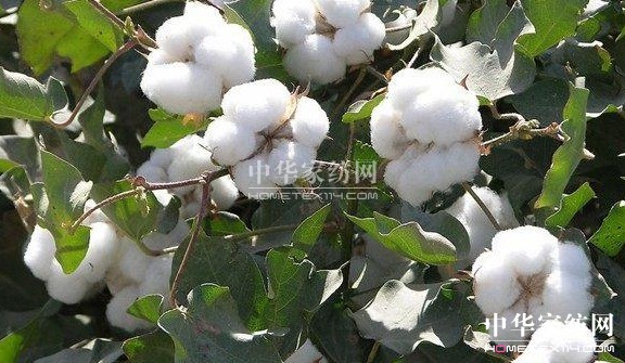 ��ԡ����������������Ļ�--�޻���