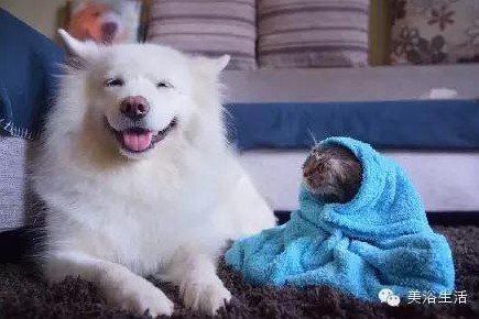 ��ԡ���ë�����Ԍ�����ë��Ҳ�����v����