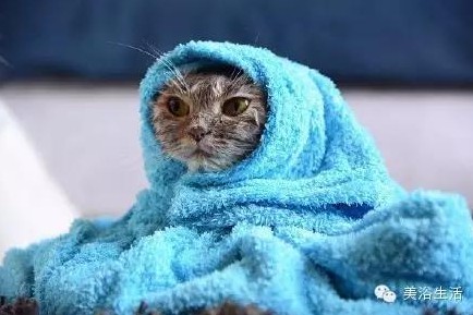 ��ԡ���ë�����Ԍ�����ë��Ҳ�����v����