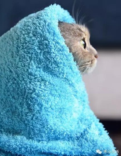 ��ԡ���ë�����Ԍ�����ë��Ҳ�����v����