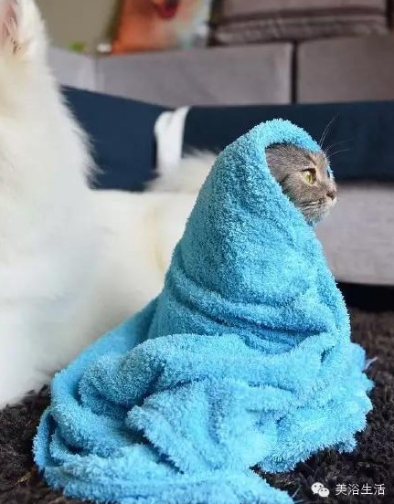 ��ԡ���ë�����Ԍ�����ë��Ҳ�����v����