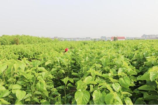 �X(qi��n)�ʽz�I�@��2017�Ї��Ҽ��Ӽ��\��Ʒ�ƪ������I(y��)��������ϵ�y�x���ЌmԷ�Q�z��