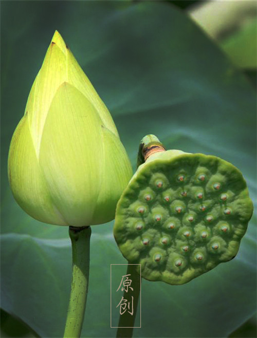 Ϧ��������