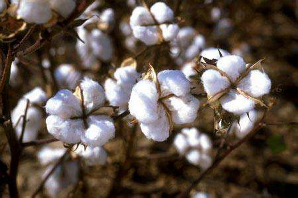 ����(zh��)����Ȼ���������ѻ��Ҽ��ĸ�ɽ���w������s�ߴ����﷦����